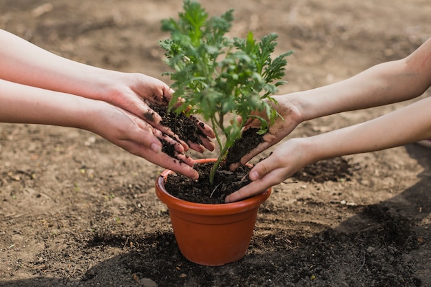 Photo hands planting