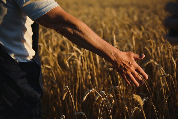 Hands pluck a bunch of wheat in order to check for the maturation of cereals in the field