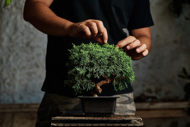 Hands pruning a bonsai tree