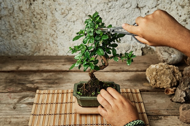 Hands pruning a bonsai tree