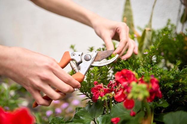 Hands pruning flowers with garden shears