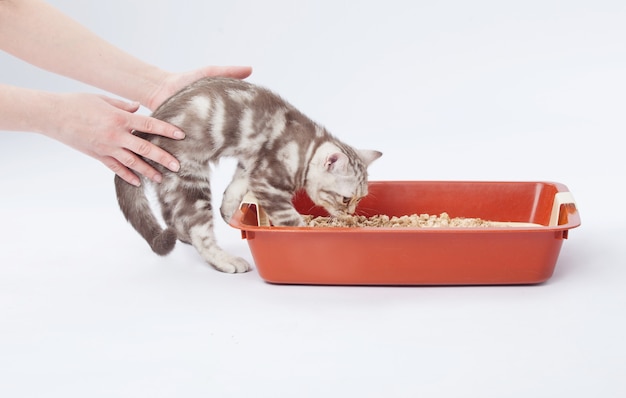 Hands pushing a kitten to a cat toilet