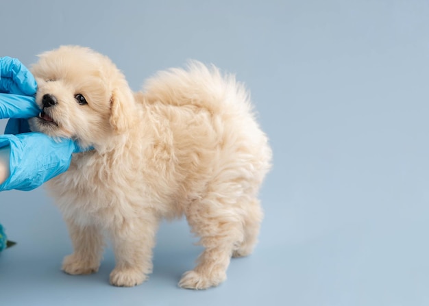 Photo hands in rubber medical gloves give a pill to a small poodle puppy a place to text