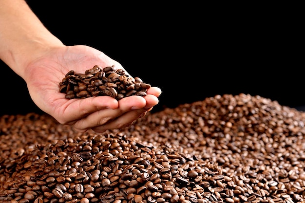 Hands scooping up roasted coffee beans Freshly roasted aromatic strong dark brown coffee beans scooped up above a large pile of fresh beans