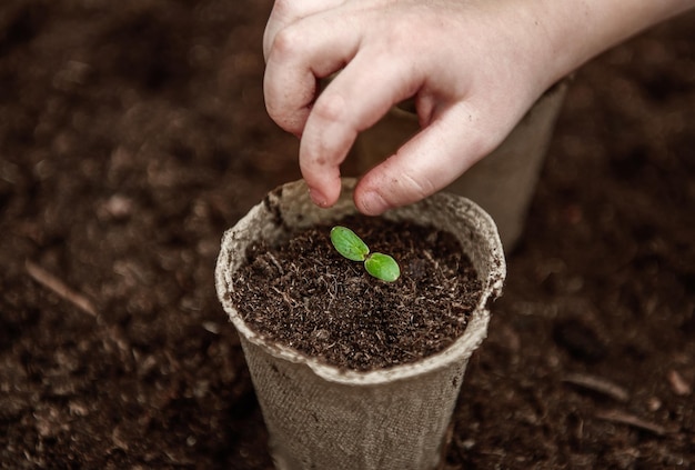 The hands of a small child sowed seeds in a peat pot The concept of Earth Day and plant protection Peat pots for planting