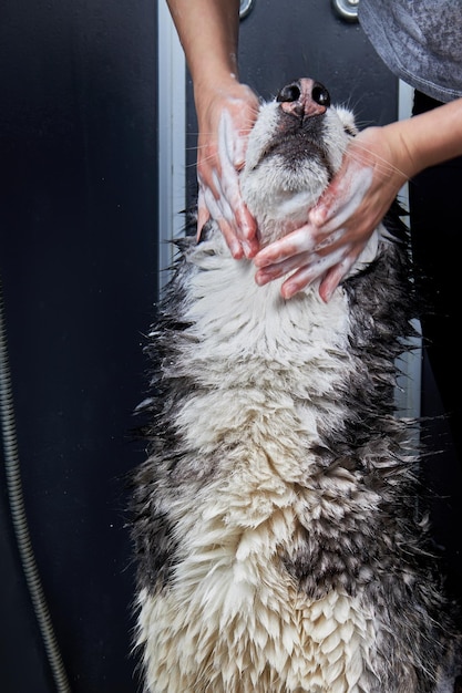 ハスキー犬の洗浄を手で石鹸で洗う