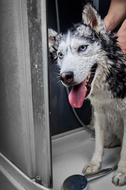 手はシベリアンハスキー犬かわいい犬の洗浄を石鹸で洗う