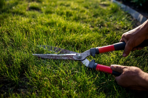 Photo hands take scissors and cutting fresh grass.