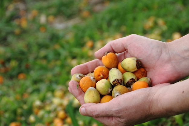 Hands that collect ripe dates of grass in spring and summer 