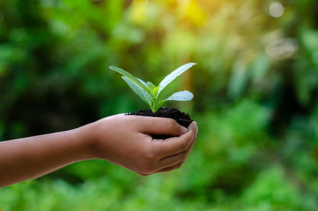 In the hands of trees growing seedlings. Bokeh green Background Female hand holding tree on nature field grass Forest conservation concept