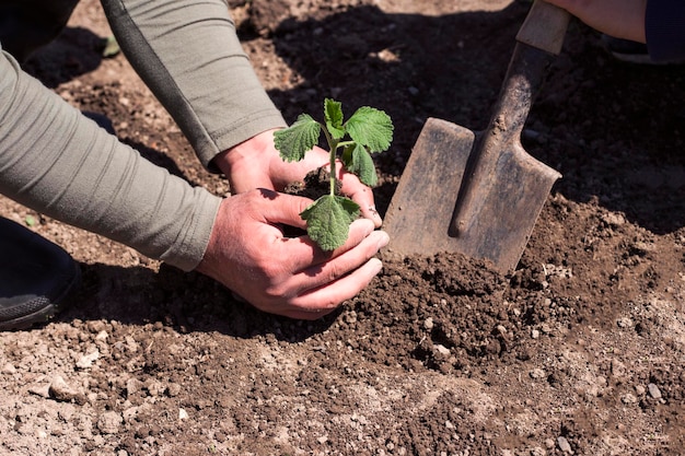 In the hands of trees growing seedlings