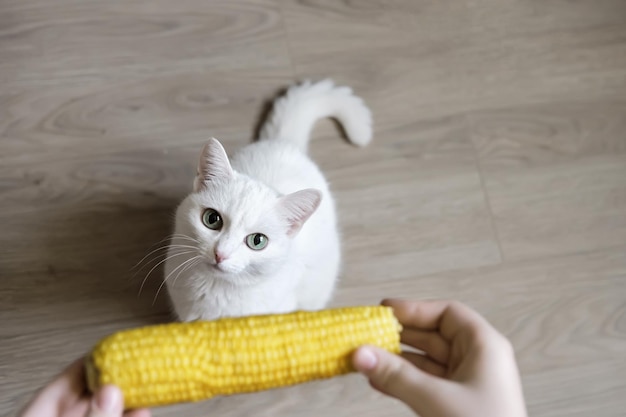 Hands twitch an ear of corn and tease white cat.