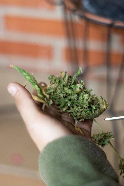 Hands of an unrecognizable person cutting cannabis leaves with scissors at home medical cannabis processing Vertical view