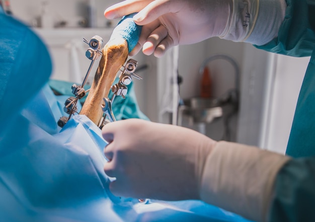 Hands of veterinarian working in a traumatologia and verifying the good work