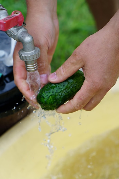 Hands wash the cucumber under the tap