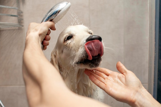 Hands wash golden retriever puppy in the shower at home