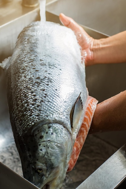 流しで魚を洗う手。大きな魚に流れる水。大きいサイズのサケ。レストランの厨房で働く。