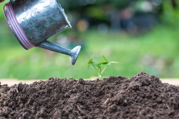 Hands watering plants with a metal can