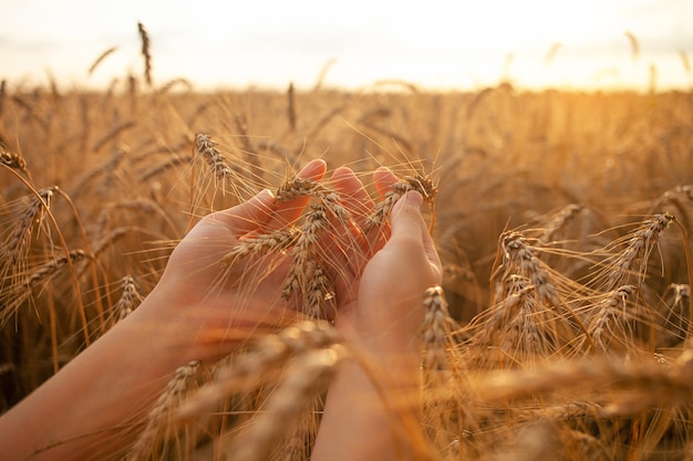 Mani in un campo di grano