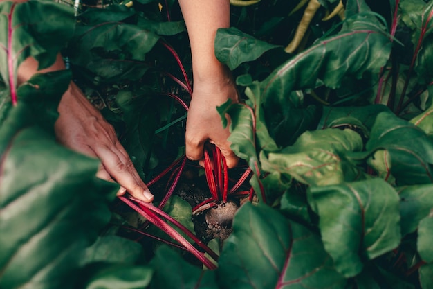 Hands with beet during harvesting on farm