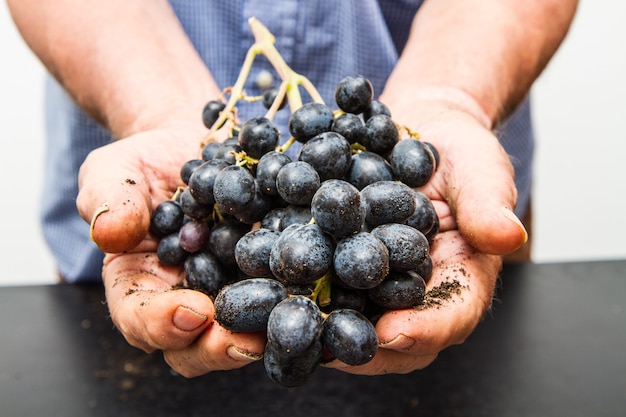 Hands with cluster of black grapes,