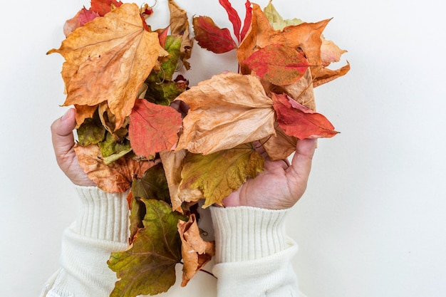 Hands with colorful autumn maple leaves background or texture