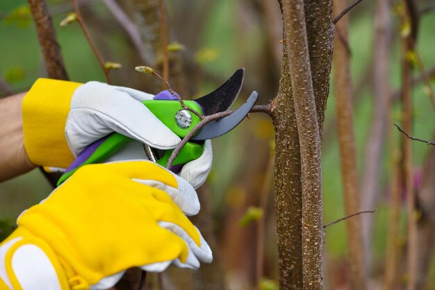 Hands with gloves of gardener doing maintenance work pruning the tree