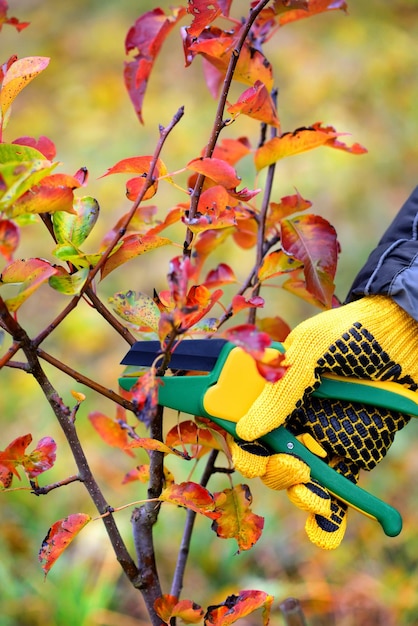 Hands with gloves of gardener doing maintenance work pruning trees in autumn