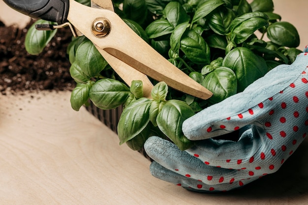 Photo hands with gloves trimming down herbs