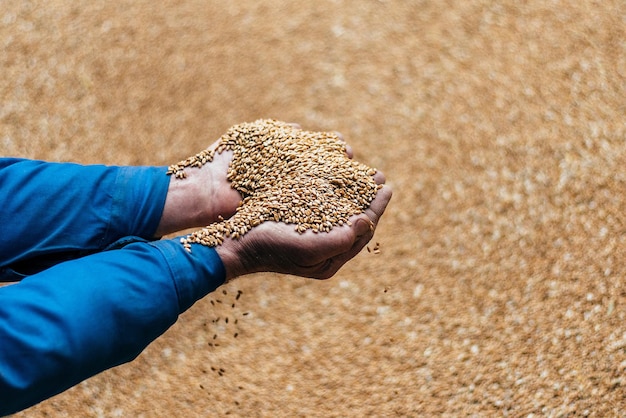 Hands with grain of wheat in the warehouse concept of a problem\
with the supply of grain from ukraine