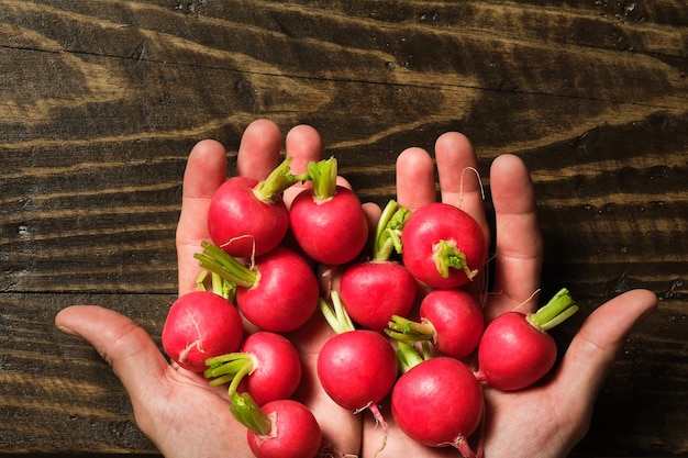 Hands with a handful of radishes
