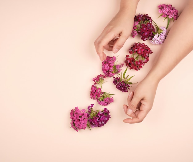 Hands with light smooth skin and buds of a blossoming Turkish carnation 