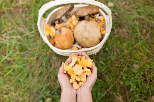 hands with mushrooms and basket in forest