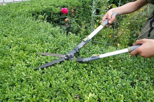 Hands with scissors for cutting bushes over a boxwood bush trimming bushes in the garden