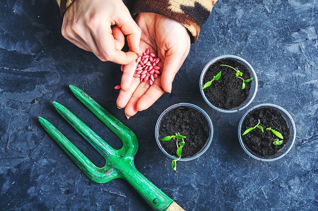 Hands with seeds spring plants