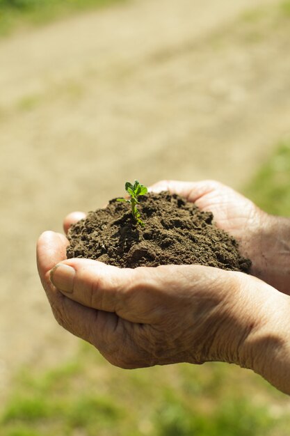 Hands with soil and plant