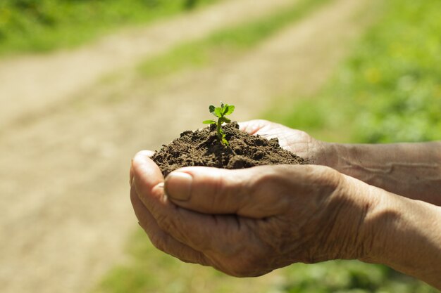 Hands with soil and plant