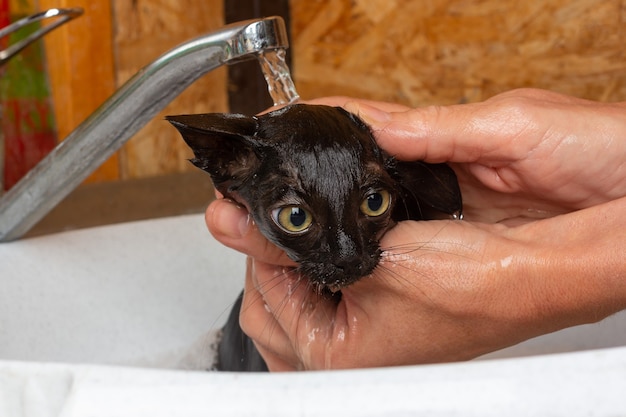 小さな黒い怖い子猫の蛇口の下で流しで入浴している女性の手