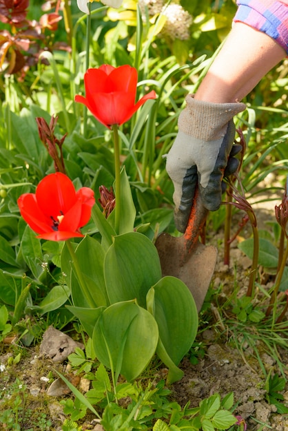 Hands woman gardening in her garden.