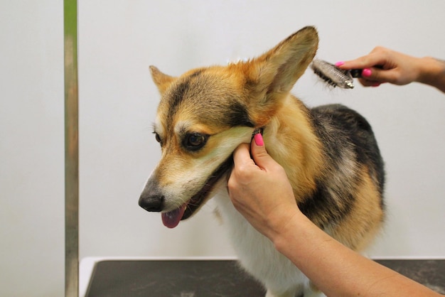 Hands of woman groomer makes a breed haircut of corgi with comb after washing fur in grooming salon.