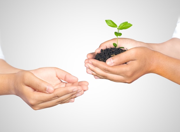 Hands of woman holding and taking a young plant isolated on white. Ecology concept