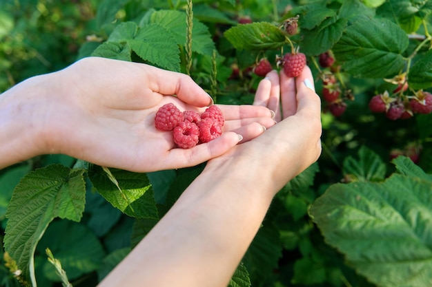 Hands of woman picking ripe raspberries in summer garden. harvest healthy berries, growing tasty organic vitamins, healthy food, agriculture, garden hobby leisure concept