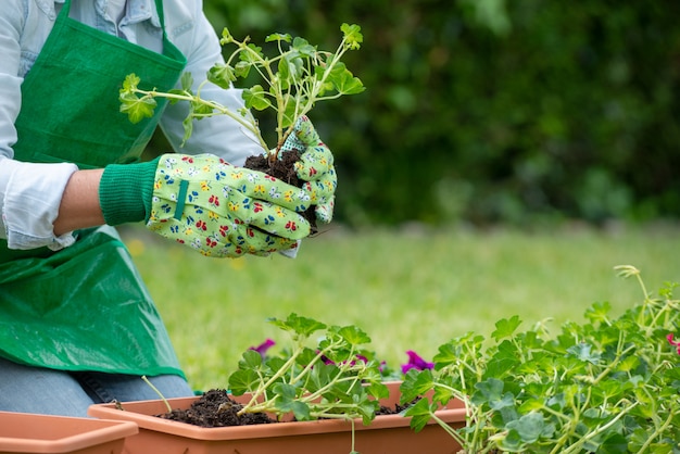 Hands woman potting geranium flowers