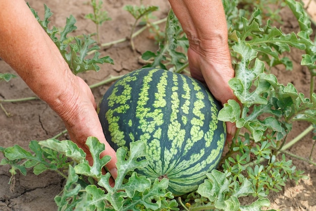Hands of woman with watermelon growing in the garden
