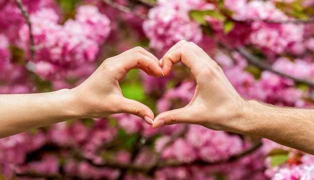 Hands women and men are heart the hands Beautiful young couple is making heart of fingers on the backdrop of sakura Hands heart couple Closeup of couple making heart shape with hands