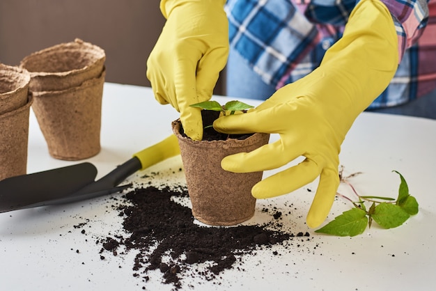 Hands in yellow gloves transplanting plant