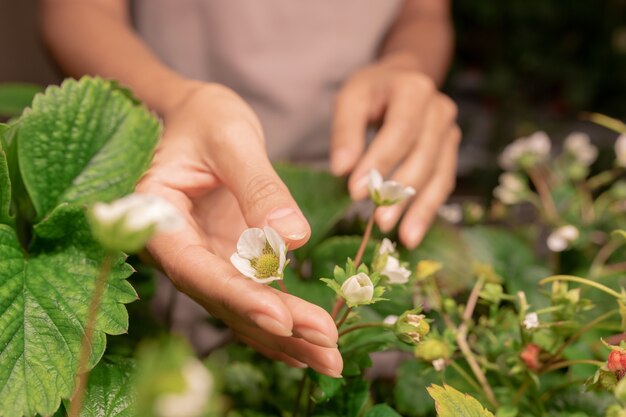 庭のベッドに咲くイチゴの茂みの花を保持している若い現代の女性農家や庭師の手