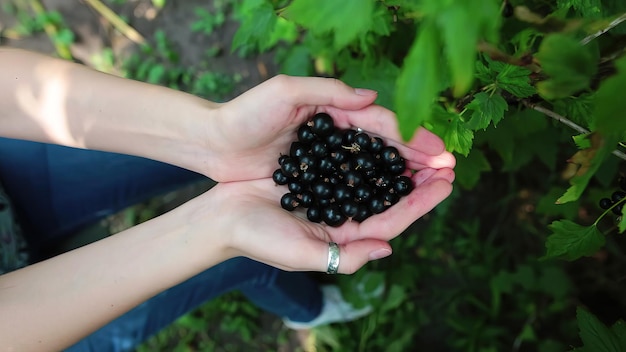 Hands of a young female farmer holding fresh berries Black currant blackberry