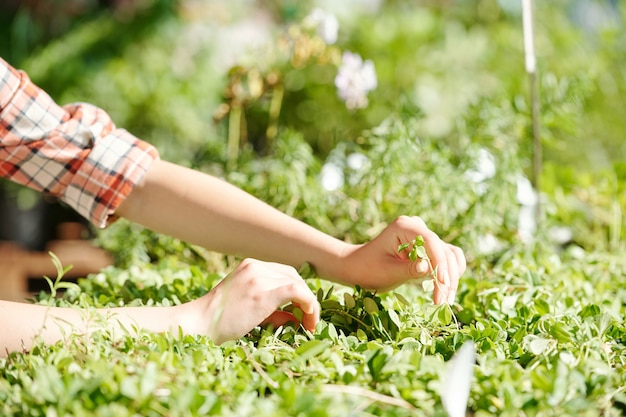 Hands of young female farmer or worker of greenhouse taking care of growing green plants or seedlings while touching one of them