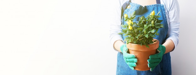 Hands of a young woman planting roses in the flower pot. Planting home plants. Gardening at home. Long wide banner with copy space background 